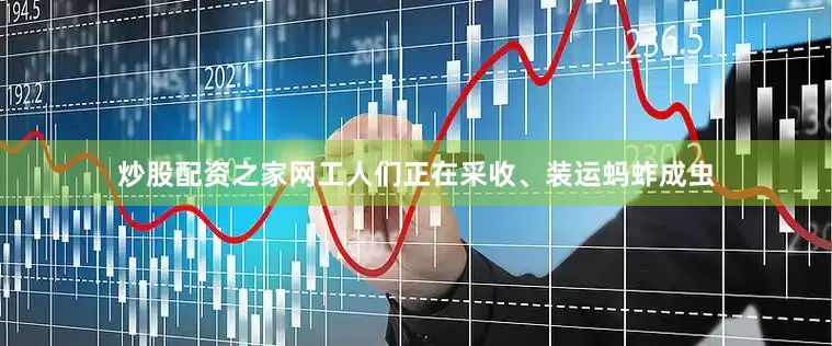 炒股配资之家网工人们正在采收、装运蚂蚱成虫