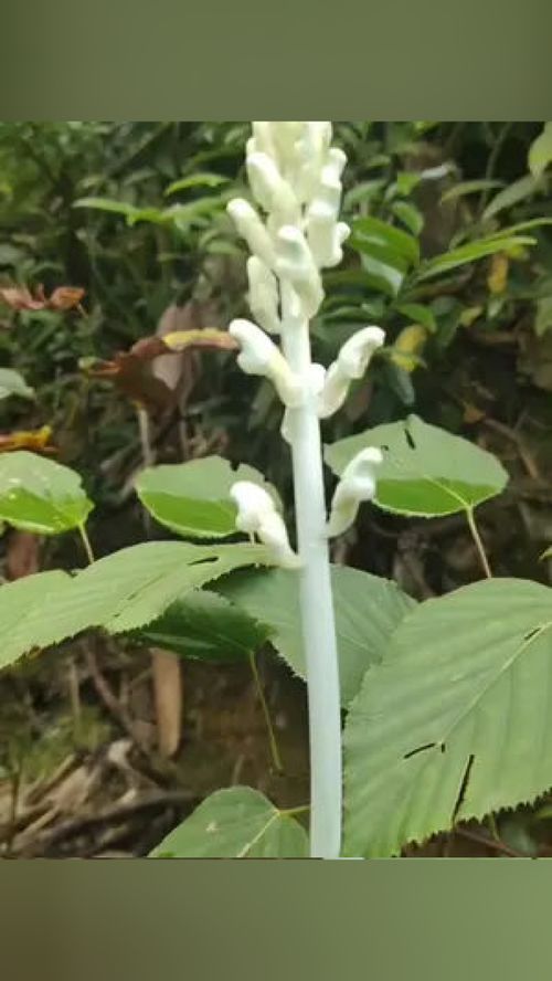 灰天麻 青天麻的變異品種 莖桿灰白色 一花一草一世界 捕捉身邊的花草 大山里的原生態