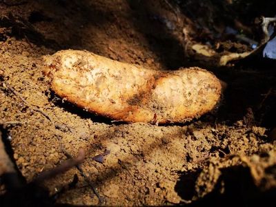 天麻是一種無根無葉的草本植物,卻能開花、結實、生子,神奇得很