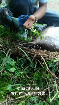 馨晨天麻經營部