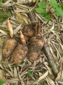 看大關山里人找野生天麻,帶你走進天麻的另一個世界 美食 網(wǎng)