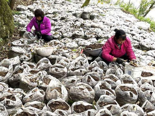 七星關區文閣鄉海壩村 種下 金疙瘩 富農促振興