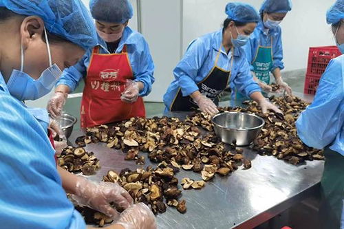 河南 鄉村發展多元化 拓寬農民致富路